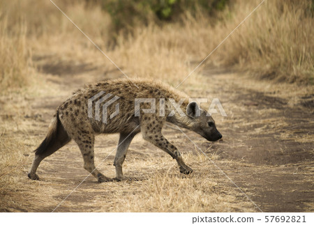 Spotted hyena, Masaimara, Africa 57692821