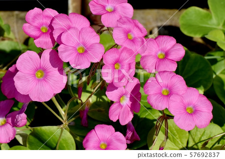 在三鷹中原開花的粉紅色Oxalis花 57692837