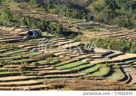 Terrace paddy fields, Khonoma Village, Nagaland, India 57692843
