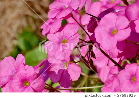 A pink Oxalis flower that blooms in Mitaka Nakahara A pink Oxalis flower that blooms in Mitaka Nakahara 57692929
