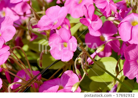A pink Oxalis flower that blooms in Mitaka Nakahara A pink Oxalis flower that blooms in Mitaka Nakahara 57692932