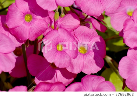 在三鷹中原開花的粉紅色Oxalis花 57692968