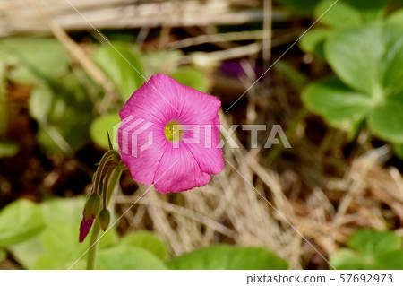 在三鷹中原開花的粉紅色Oxalis花 在三鷹中原開花的粉紅色Oxalis花 57692973