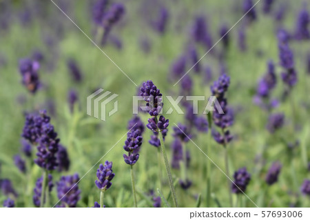 English lavender Hidcote 57693006