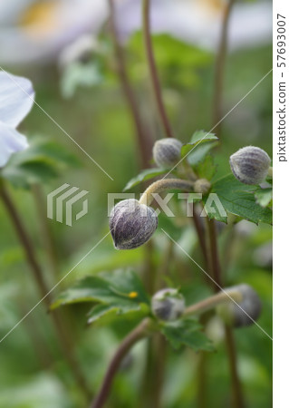 Japanese anemone Elfin Swan 57693007