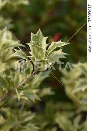 Holly osmanthus Variegatus Holly osmanthus Variegatus 57693017