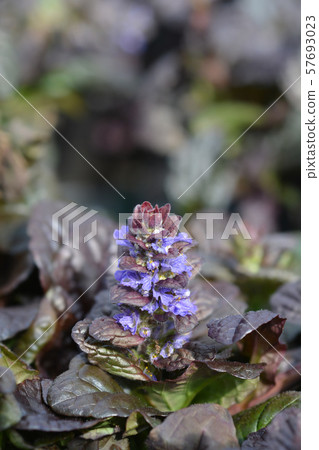 Bugle Braunherz 57693023