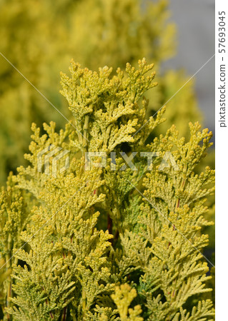 Minima Aurea False cypress 57693045