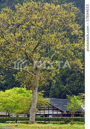 Ichijodani步行,Ichijodani餐廳,Ichijodani Asakura廢墟管理辦公室 Ichijodani步行,Ichijodani餐廳,Ichijodani Asakura廢墟管理辦公室 57694033