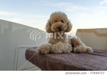happy poodle dog looking at you happy poodle dog looking at you 57694727