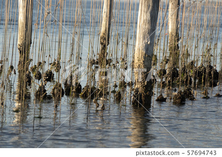 Mussels breeding in Chioggia Italy 57694743