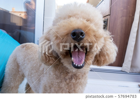 happy poodle dog looking at you 57694783
