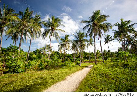 Tropical wild park with coconut palm trees. Travel Tropical wild park with coconut palm trees. Travel 57695019