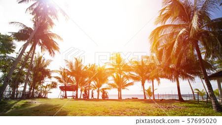 Tropical wild park with coconut palm trees. Travel Tropical wild park with coconut palm trees. Travel 57695020
