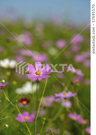 Cosmos 57695570