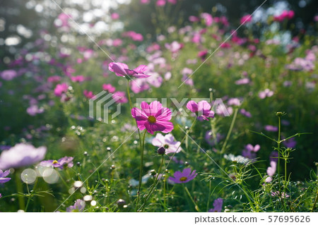 秋櫻（紅） 57695626