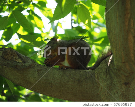 松鼠在米飯中 57695957