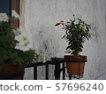 Western-style white wall and potted plant 57696240