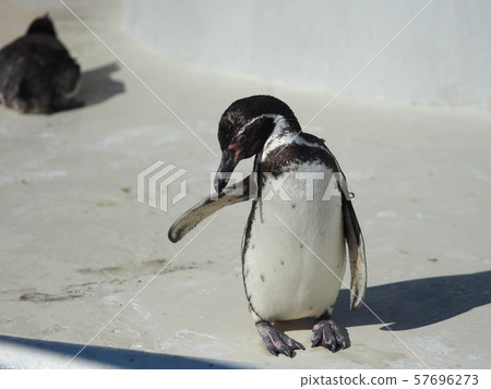 企鵝發補丁 57696273