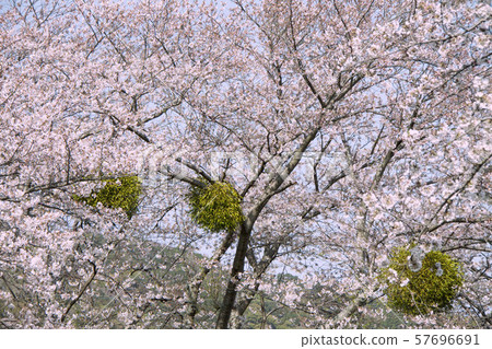 Mistletoe infested with cherry blossoms 57696691