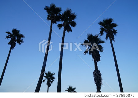Palm tree 57696875