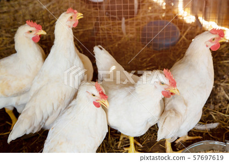 Poultry broiler farm and group of white chickens in the cage  57697619