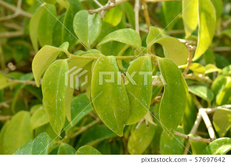植物 Nagamikazura Iwa煙草 筑波實驗植物園 照片素材 圖片 圖庫