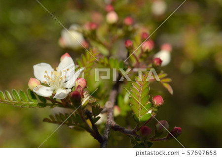 樹：Tachitenume玫瑰家庭，筑波實驗植物園 57697658