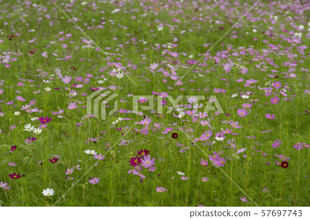 Cosmos Cosmos 57697743