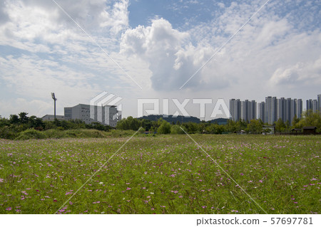 Cosmos Cosmos 57697781