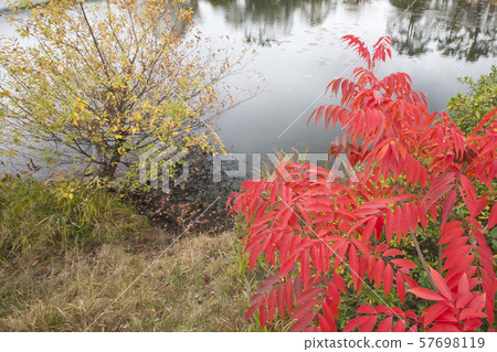 Waterside red autumn-Rowan autumn leaves 57698119