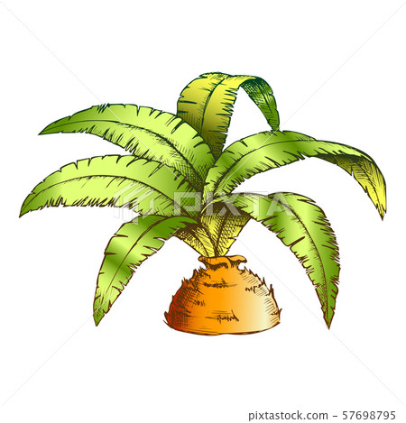 Low Bottle Palm Tropical Tree Color Vector Low Bottle Palm Tropical Tree Color Vector 57698795