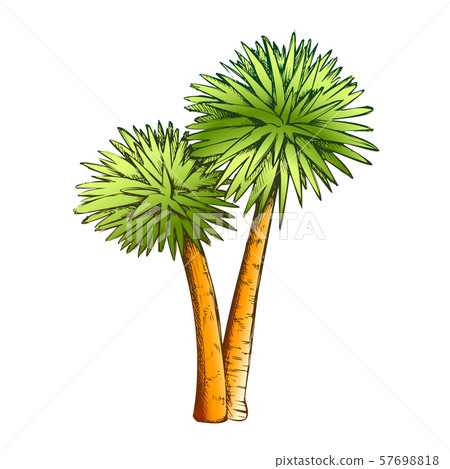 Sabal Palm Exotic Tropical Trees Color Vector 57698818