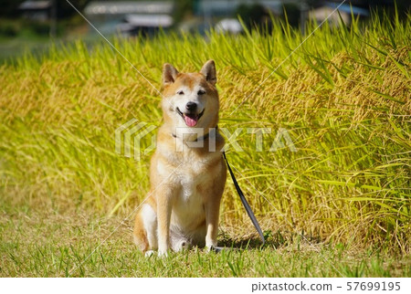 Shiba Inu and golden rice paddy Amano, Katsuragi-cho, Ito-gun, Wakayama Prefecture 57699195
