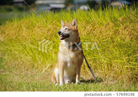 Shiba Inu and golden rice paddy Amano, Katsuragi-cho, Ito-gun, Wakayama Prefecture Shiba Inu and golden rice paddy Amano, Katsuragi-cho, Ito-gun, Wakayama Prefecture 57699196