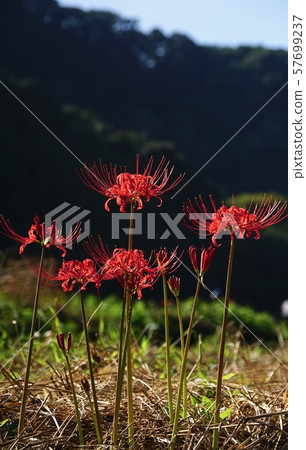 Cluster amaryllis along the ridge road Kimino Town, Seagrass County, Wakayama Prefecture 57699237