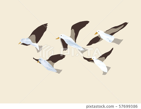 birds birds 57699386