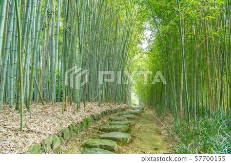 Fresh green bamboo forest road, Kyoto 57700155