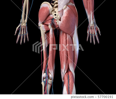Human Anatomy,  Limbs and hip skeletal, muscular and cardiovascular systems. Viewed from the back. 57700191