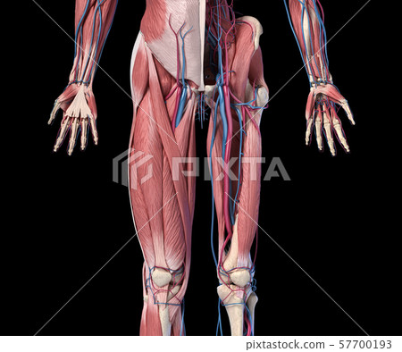 Human Anatomy, Limbs and hip skeletal, muscular and cardiovascular systems. Viewed from the front. Human Anatomy, Limbs and hip skeletal, muscular and cardiovascular systems. Viewed from the front. 57700193