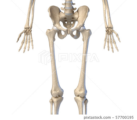 Human Anatomy, hip, limbs and hands skeleton. Front view. 57700195