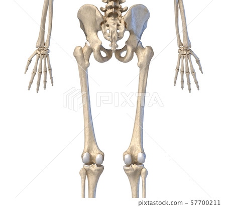 Human Anatomy, hip, limbs and hands skeleton. Rear view. 57700211