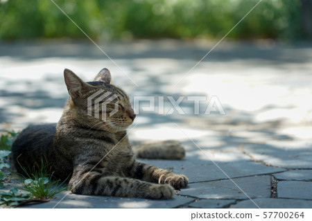 Holiday cat 57700264
