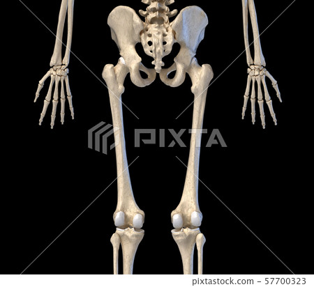 Human Anatomy, hip, limbs and hands skeleton. Rear view. 57700323