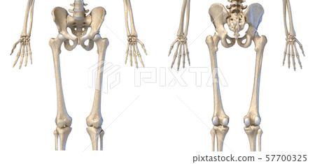 Human Anatomy, hip, limbs and hands skeleton. Front and back views. 57700325