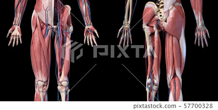 Human Anatomy,  Limbs and hip skeletal, muscular and cardiovascular systems. Viewed from the front and back. 57700328