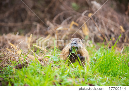 Nutria eating wild grass 57700344