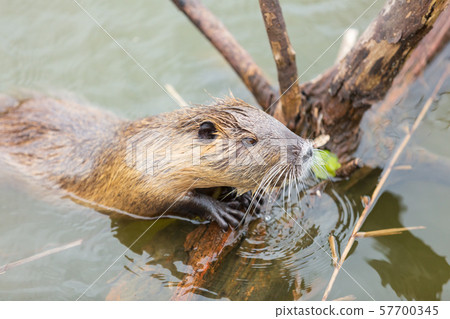 被倒下的樹抓住的Nutria 被倒下的樹抓住的Nutria 57700345