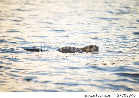 Nutria游泳在池塘 57700346