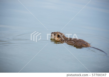 Nutria游泳在池塘 Nutria游泳在池塘 57700347